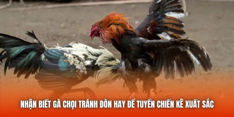Nhận Biết Gà Chọi Tránh Đòn Hay Để Tuyển Chiến Kê Xuất Sắc