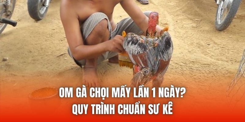 Om Gà Chọi Mấy Lần 1 Ngày? Quy Trình Chuẩn Sư Kê