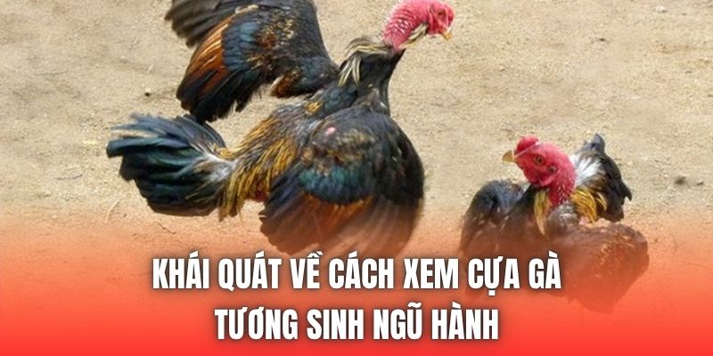 Khái quát về cách xem cựa gà tương sinh ngũ hành