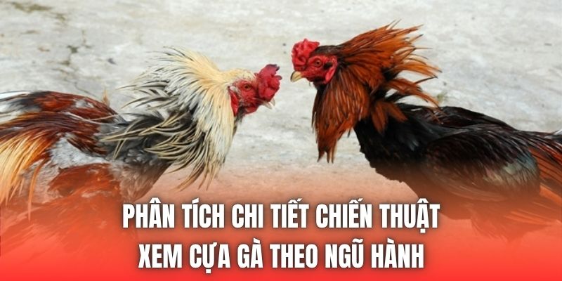 Phân tích chi tiết chiến thuật xem cựa gà theo ngũ hành